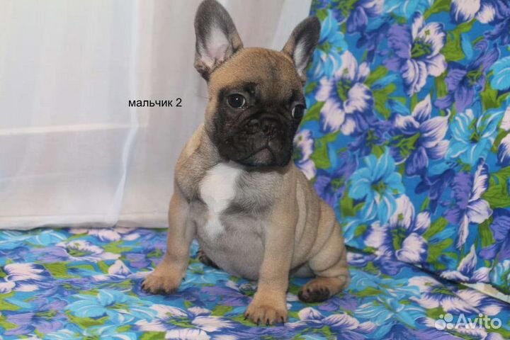 Французский бульдог