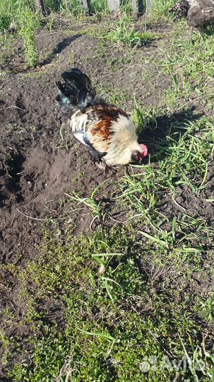 Петух породы фавероль