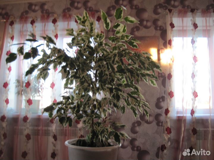 Фикус бенджамина