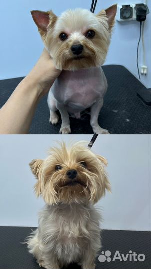 Стрижка йорков