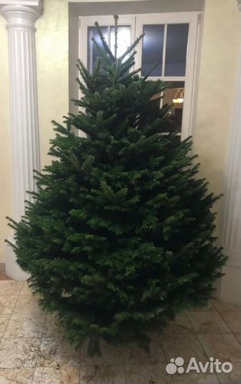 Живые Пихты Фразера Нордмана