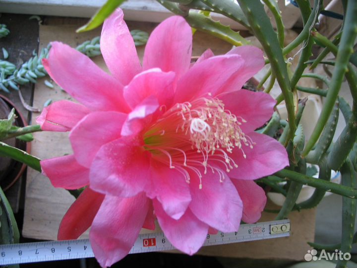 Селеницереус гибридный редкий розовый