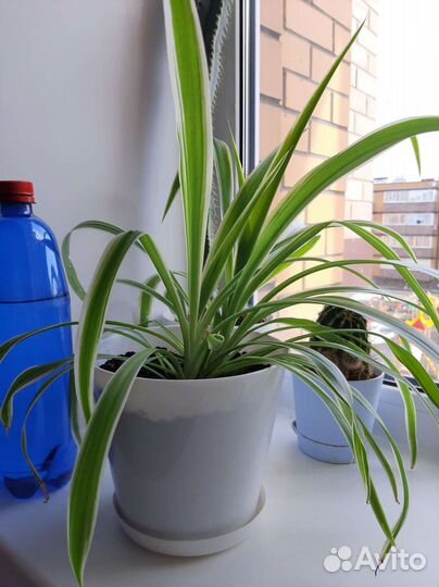 Хлорофитум