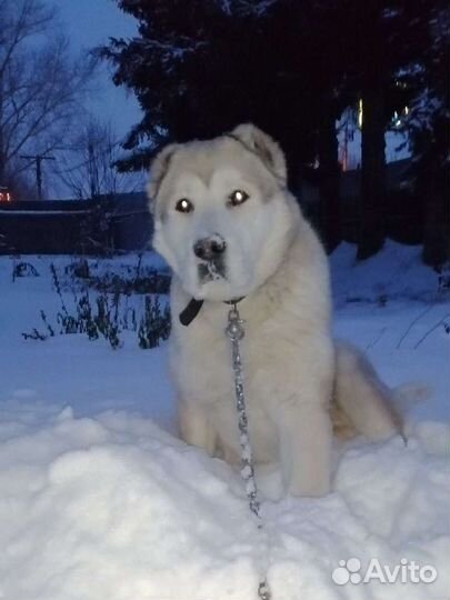 Вязка.Алабай(мальчик)