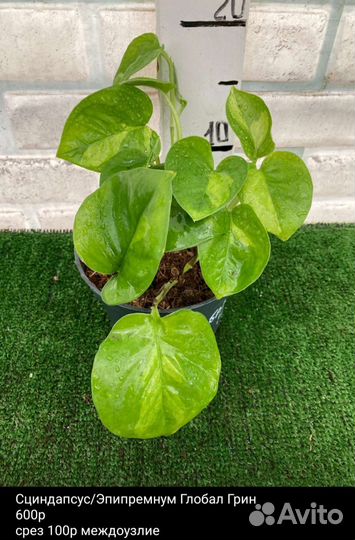 Сциндапсусы сортовые из питомника