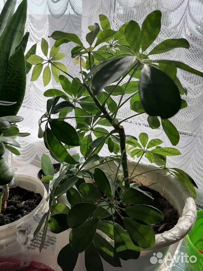 Комнатные цветы