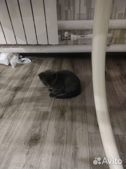 Британская кошка