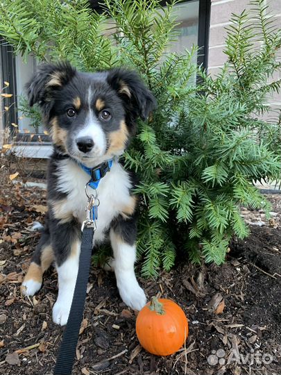 Передержка животных, собак, кошек