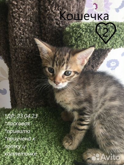 Уникальные и редчайшие котята чаузи ф2