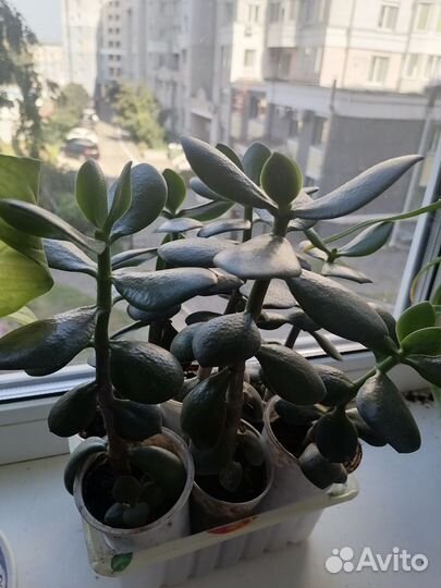 Толстянка(денежное дерево)