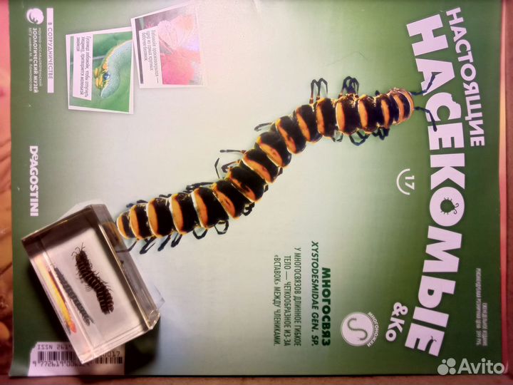 Коллекция настоящие насекомые