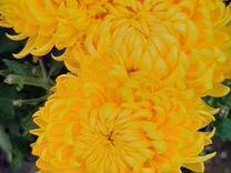 Хризантема мультифлора. Крупноцветковая