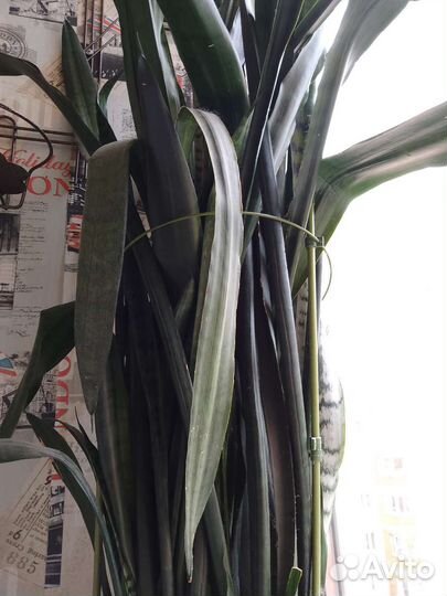 Комнатные цветы