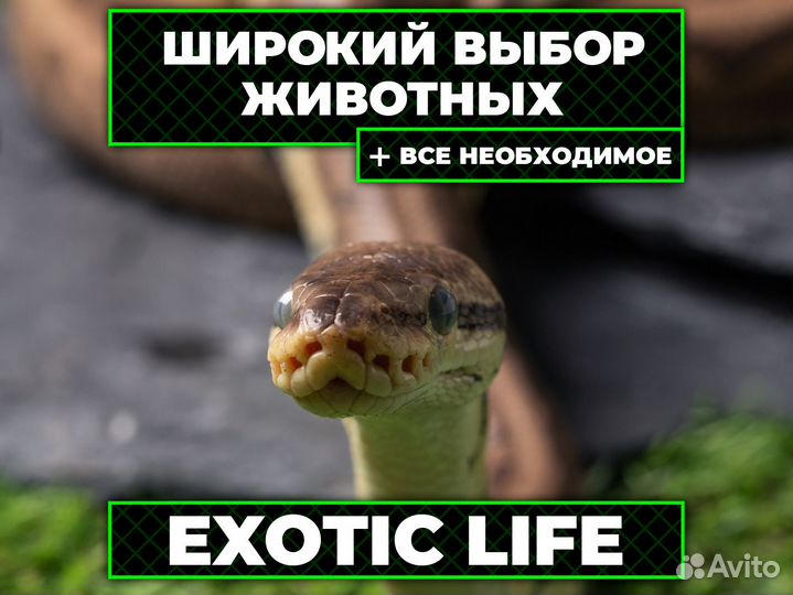 Королевская змея
