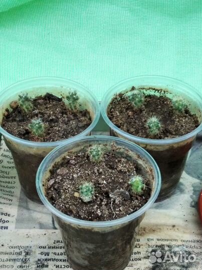 Цветы для дома