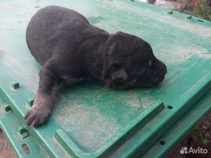 Собака в добрые руки щенок мальчик