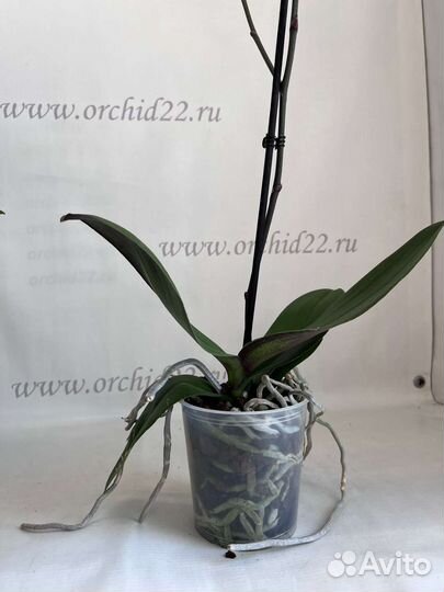 Фаленопсис 