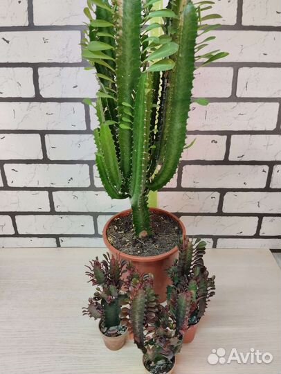 Молочай эуфорбия