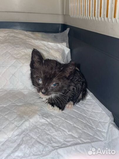 Спасите котенка