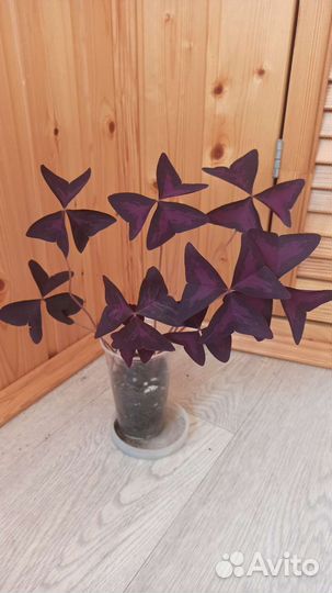 Кислица (оксалис)