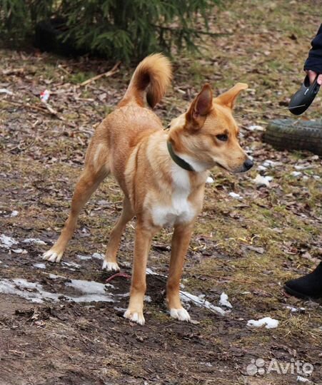 Малинка в добрые руки