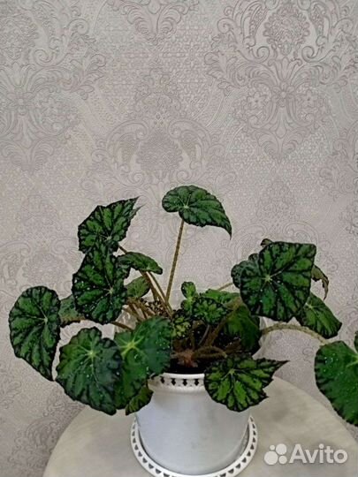 Бегония тигровая