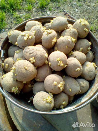 Семенной картофель