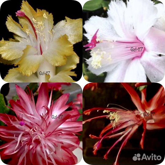 Сортовые шлюмбергера (декабрист) редкие