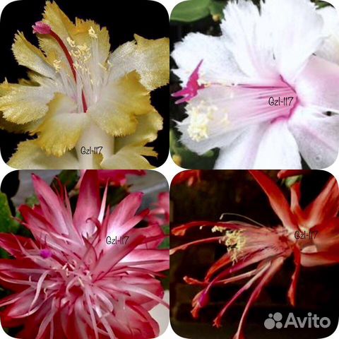 Сортовые шлюмбергера (декабрист) редкие