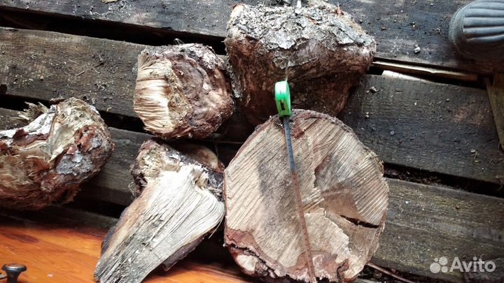 Кап березовый