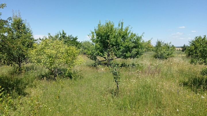 Участок 15 сот. (СНТ, ДНП)