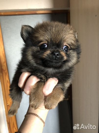 Кремовый шпиц