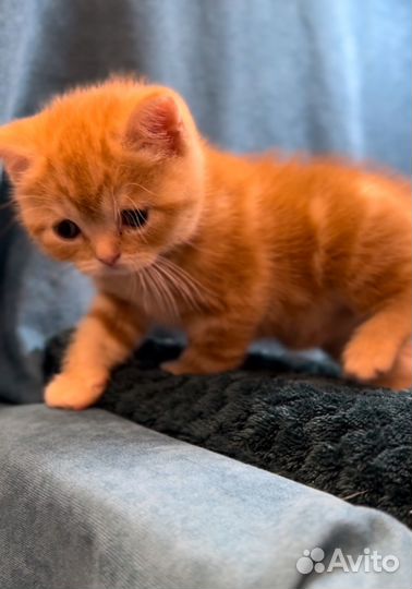 Шотландский котенок