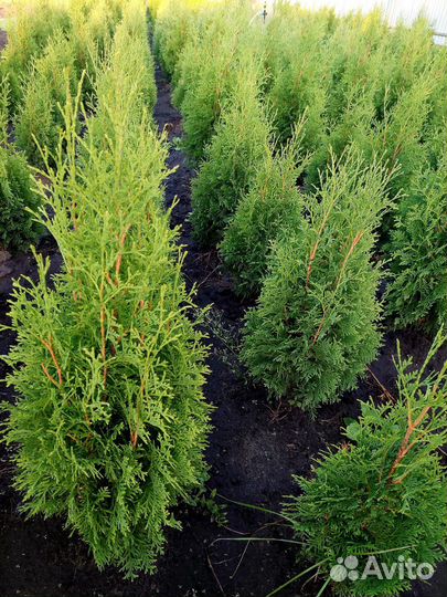 Туя смарагд