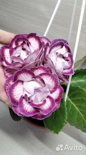 Глоксиния сат- Королева красоты