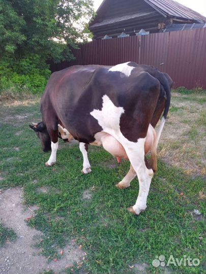 Корова и телка