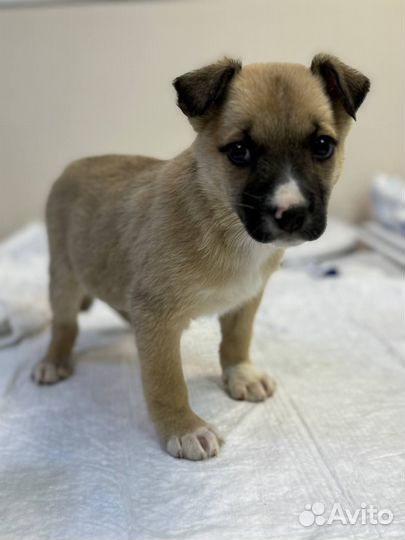 Щенок Берта