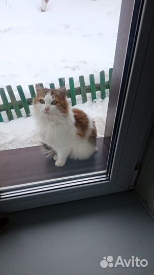 Кошка