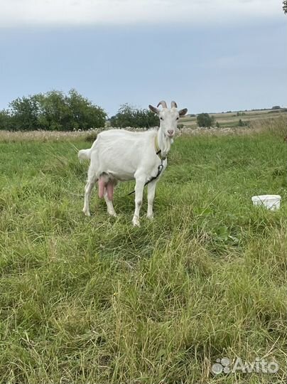 Коза дойная зааненская