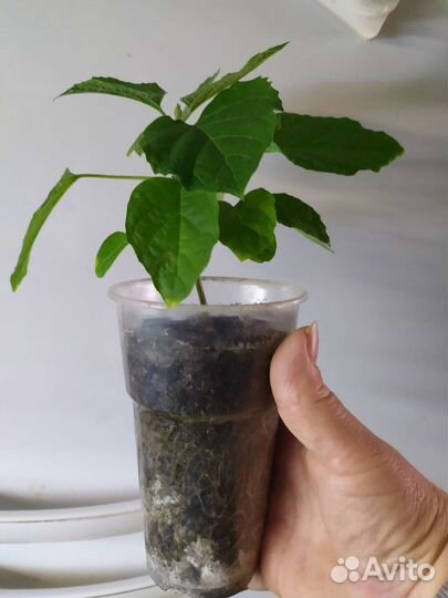 Клеродендрум