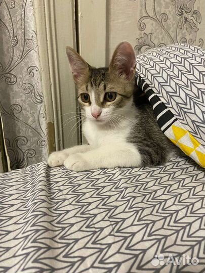 Котенок девочка в дар