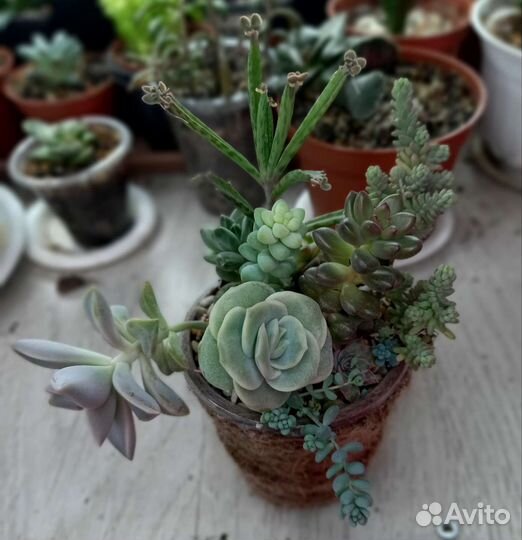 Суккуленты, Мини садик, Крассулы