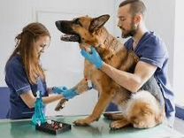 Ассистент ветеринарного врача на дом