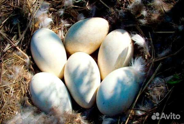 Гуси, яйца