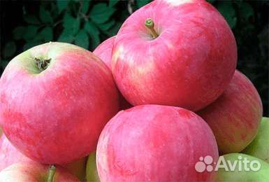 Черенки сортовых яблонь и груш для прививки