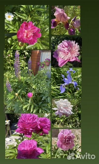 Многолетние садовые цветы