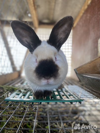 Кролики калифорнийцы