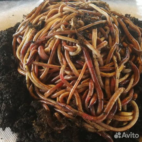 Червь дендробена