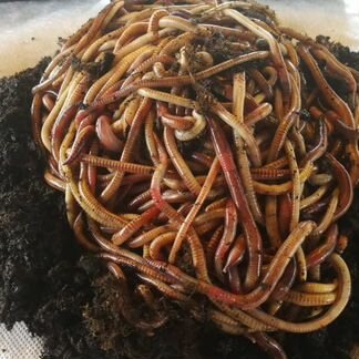 Червь дендробена