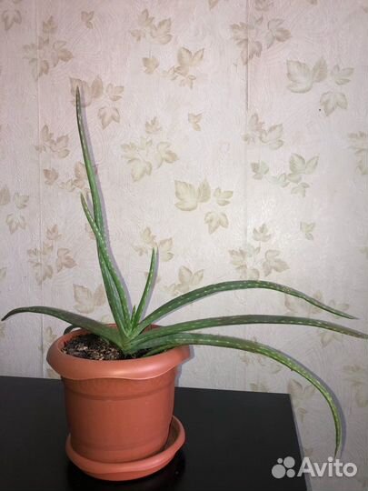 Алоэ Лечебный